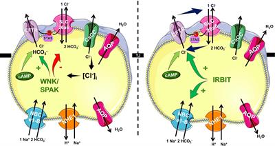 Cystic Fibrosis of the Pancreas: The Role of CFTR Channel in the Regulation of Intracellular Ca2+ Signaling and Mitochondrial Function in the Exocrine Pancreas